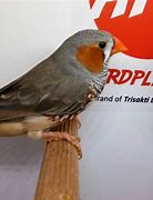 Zebra Finch Putih Jantan Dan Betina